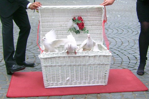 Fliegender Hochzeitsservice Renate Müller, Hochzeitstauben · Ballons Esslingen, Logo Fliegender Hochzeitsservice Renate Müller, Hochzeitstauben · Ballons Esslingen, Logo