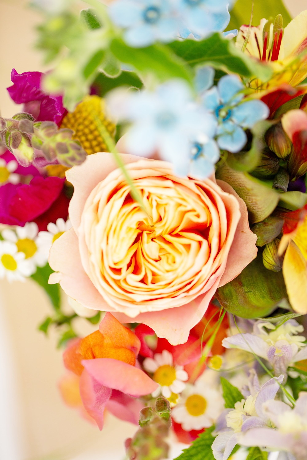 Bunte Wiesenblumen
